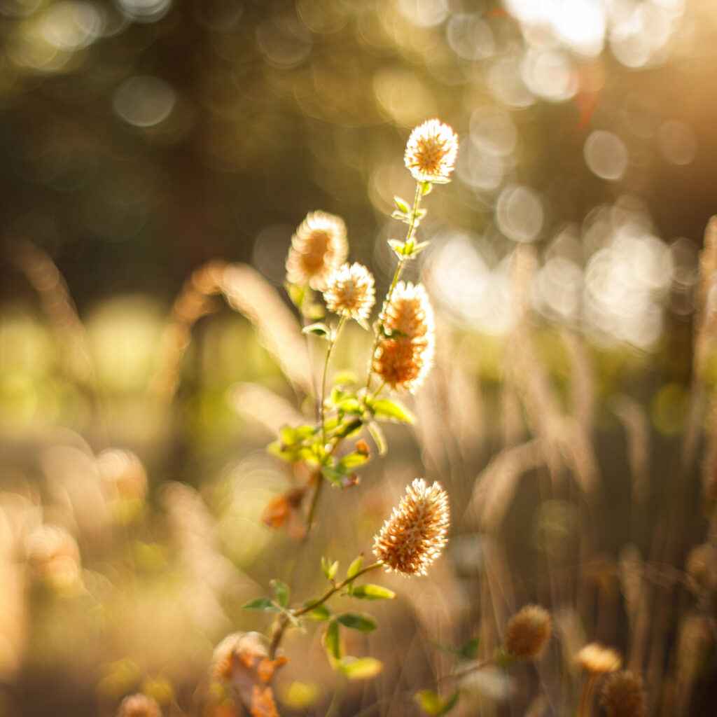 Plants on property