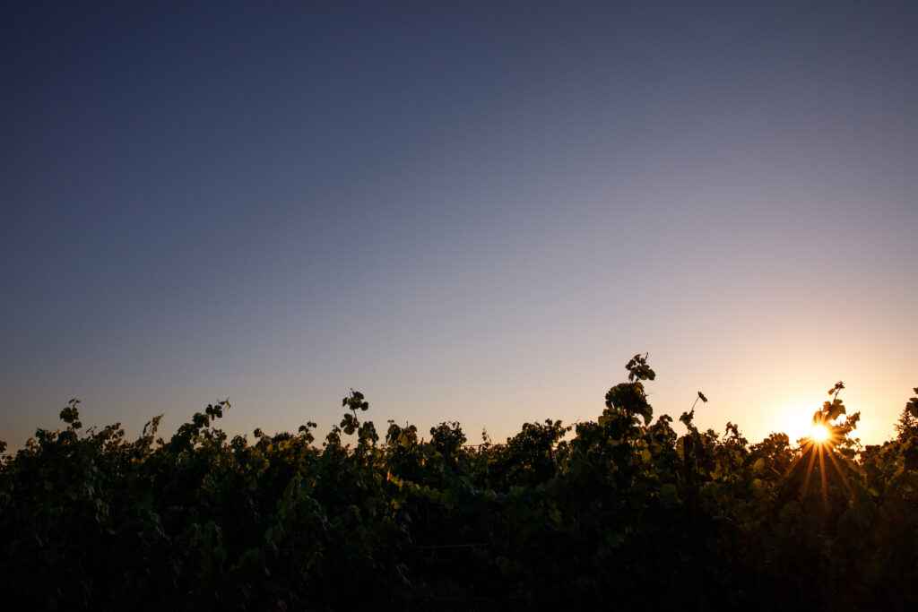 vines past sunset