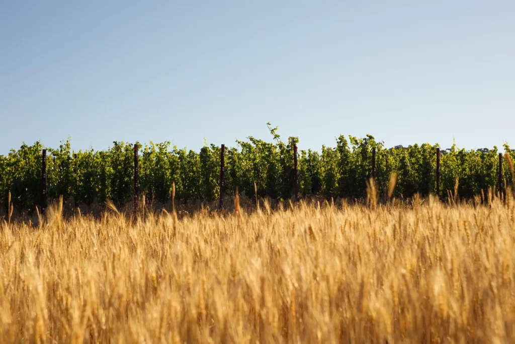 A field of wheat in front of a blue sky.