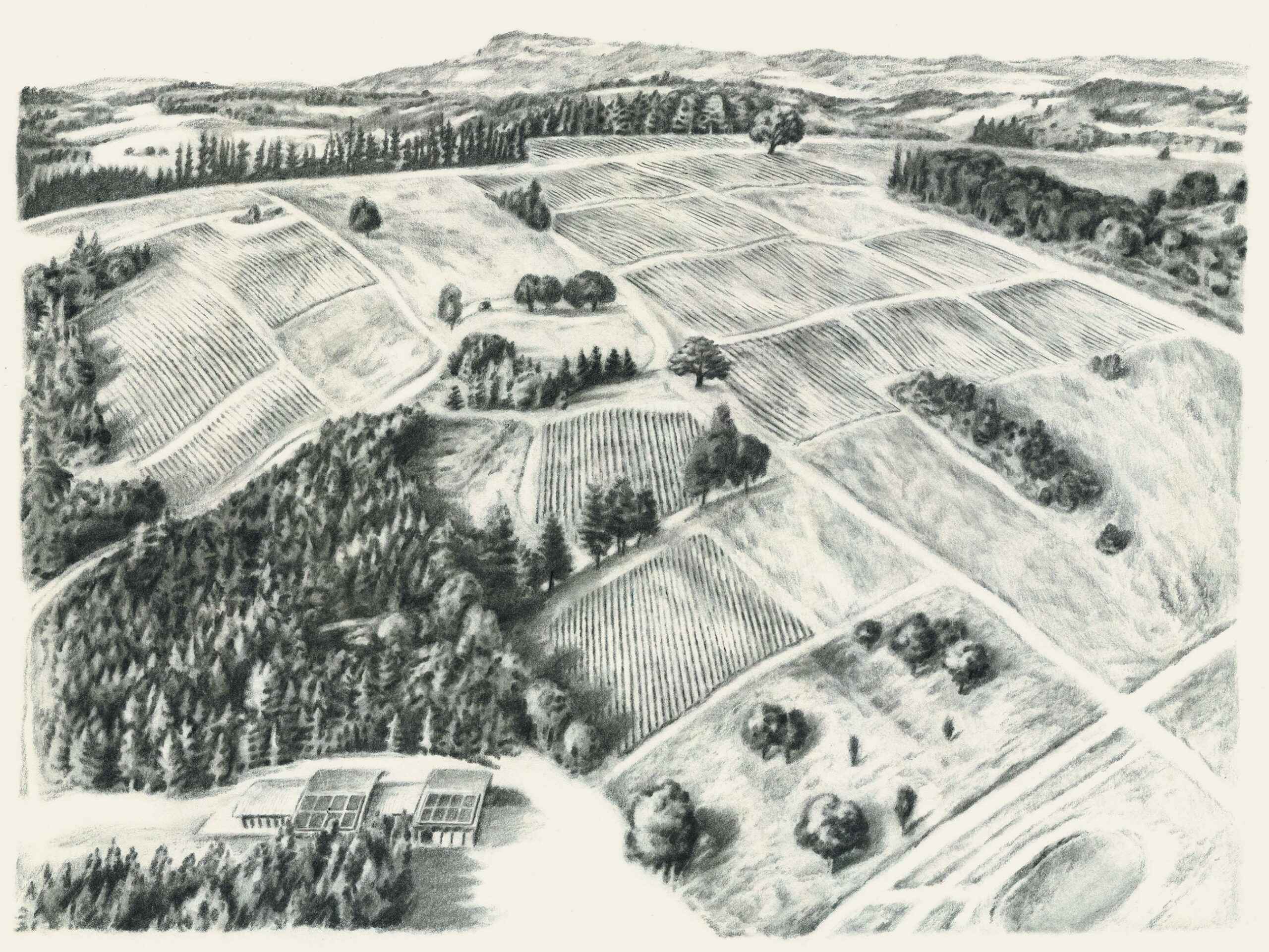 Abbott Claim Vineyard